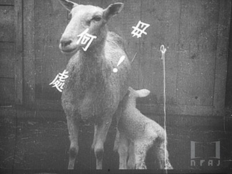 北鮮の羊は語る
