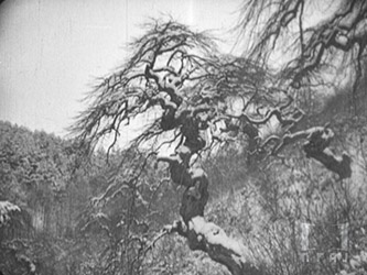 内務省指定天然紀念物 小野村枝垂栗自生地