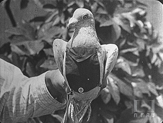 傳書鳩