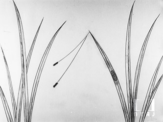 ずゐむしの生活