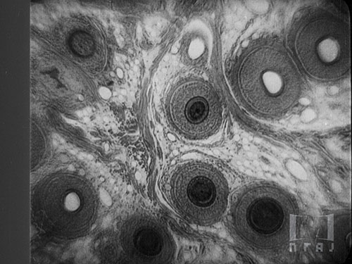 自然の精緻［無声版］